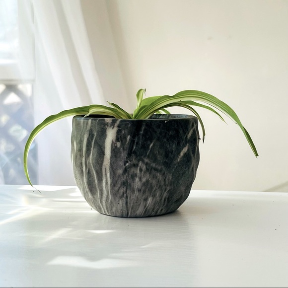 Bonnie Spider Plant in Dark Gray Marble Pot - Picture 4 of 7